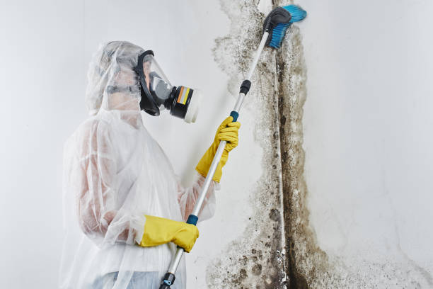 Professional Mold Remediation in Story City, IA